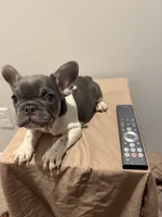 Eve, a female French Bulldog for sale in Lincoln, AL – 3 of 4