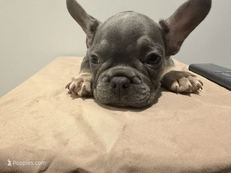 Rain – French Bulldog puppy for sale in Lincoln, AL