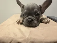Rain, a female French Bulldog for sale in Lincoln, AL – 1 of 4