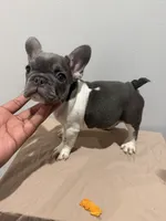 Eve, a female French Bulldog for sale in Lincoln, AL – 2 of 4