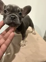 Rain, a female French Bulldog for sale in Lincoln, AL – 3 of 4