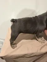 Rain, a female French Bulldog for sale in Lincoln, AL – 4 of 4