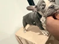Nyla, a female French Bulldog for sale in Lincoln, AL – 1 of 5