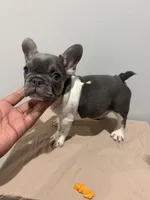 Eve, a female French Bulldog for sale in Lincoln, AL – 4 of 4