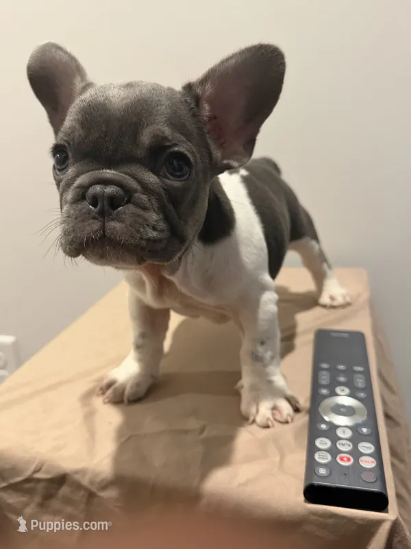 Eve – French Bulldog puppy for sale in Lincoln, AL