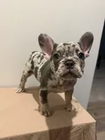 Sarah , a female French Bulldog for sale in Lincoln, AL – 2 of 2