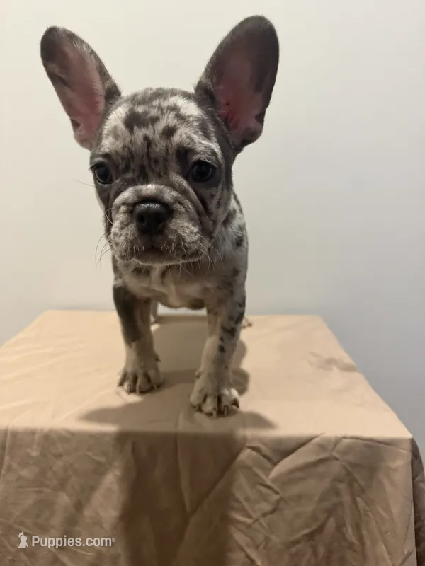 Sarah  – French Bulldog puppy for sale in Lincoln, AL