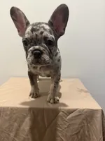 Sarah , a female French Bulldog for sale in Lincoln, AL – 1 of 2