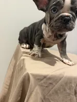 Nyla, a female French Bulldog for sale in Lincoln, AL – 5 of 5
