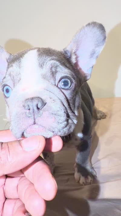 Nyla, a female French Bulldog for sale in Lincoln, AL – 3 of 5