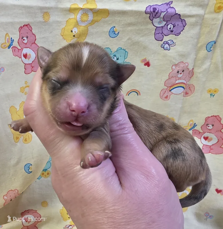 Nilly F3 – Chihuahua puppy for sale in Upland, IN