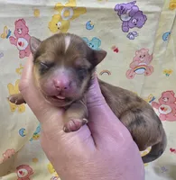 Nilly F3, a female Chihuahua for sale in Upland, IN – Photo 1 of 4