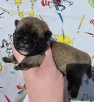 Olive M2, a male Pug for sale in Upland, IN – 1 of 4