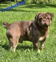 Darci F3, a female Pug for sale in Upland, IN – 4 of 4