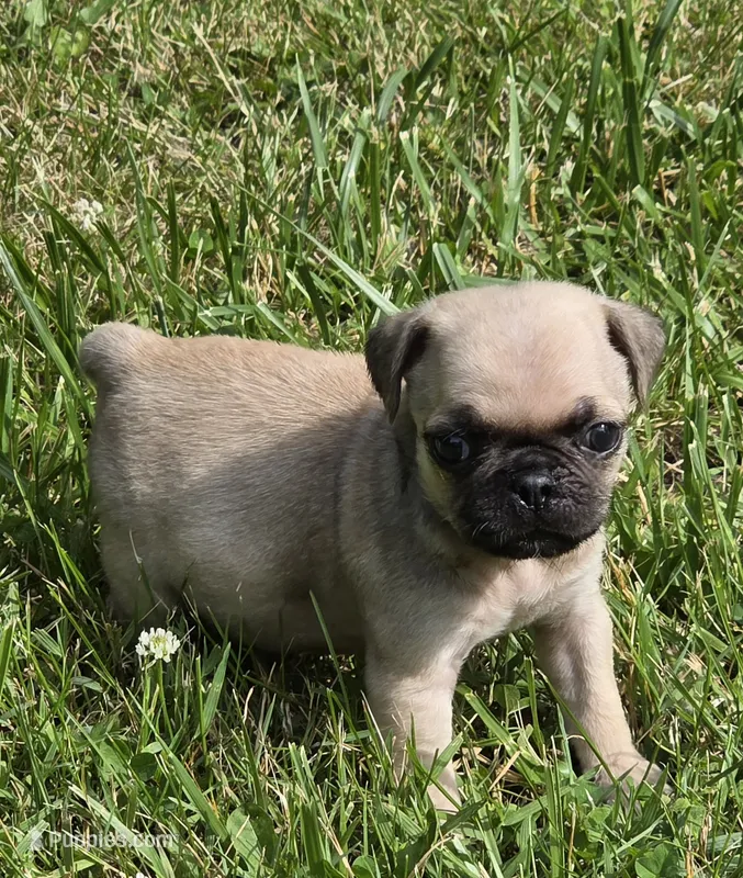 Darci M1 – Pug puppy for sale in Upland, IN