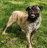 Lucy M2, a male Pug for sale in Upland, IN – 4 of 4