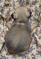 Darci F4, a female Pug for sale in Upland, IN – 2 of 4