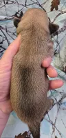 Yeti M1, a male Pug for sale in Upland, IN – 2 of 4