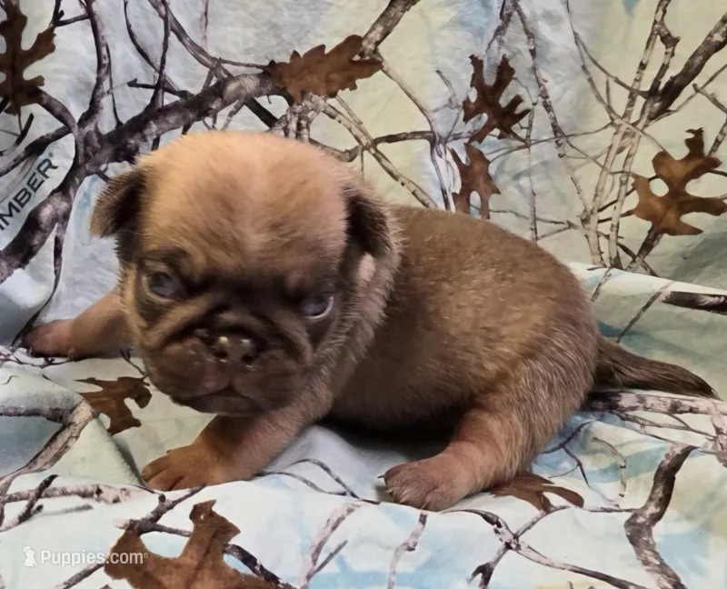 Taylor M2 – Pug puppy for sale in Upland, IN