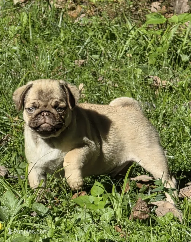 Taylor M2 – Pug puppy for sale in Upland, IN