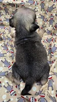 Darci F1, a female Pug for sale in Upland, IN – 2 of 4