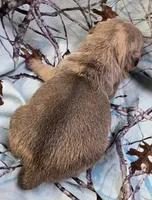 Lucy M3, a male Pug for sale in Upland, IN – 2 of 4