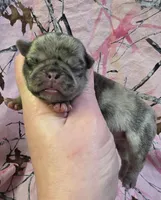 Elvira F1, a female Pug for sale in Upland, IN – Photo 1 of 4