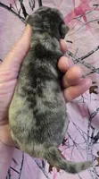Elvira F1, a female Pug for sale in Upland, IN – Photo 2 of 4
