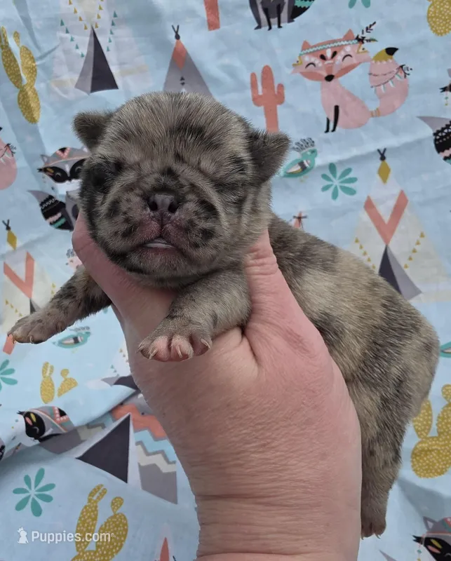 Elvira F1 – Pug puppy for sale in Upland, IN