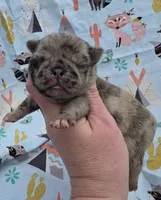 Elvira F1, a female Pug for sale in Upland, IN – 3 of 8