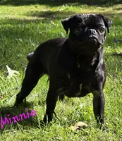 Minnie F4, a female Pug for sale in Upland, IN – Photo 3 of 4