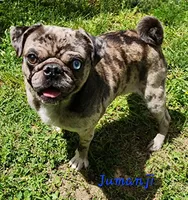 Minnie F4, a female Pug for sale in Upland, IN – Photo 4 of 4