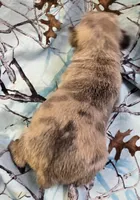 Lucy M2, a male Pug for sale in Upland, IN – 2 of 4