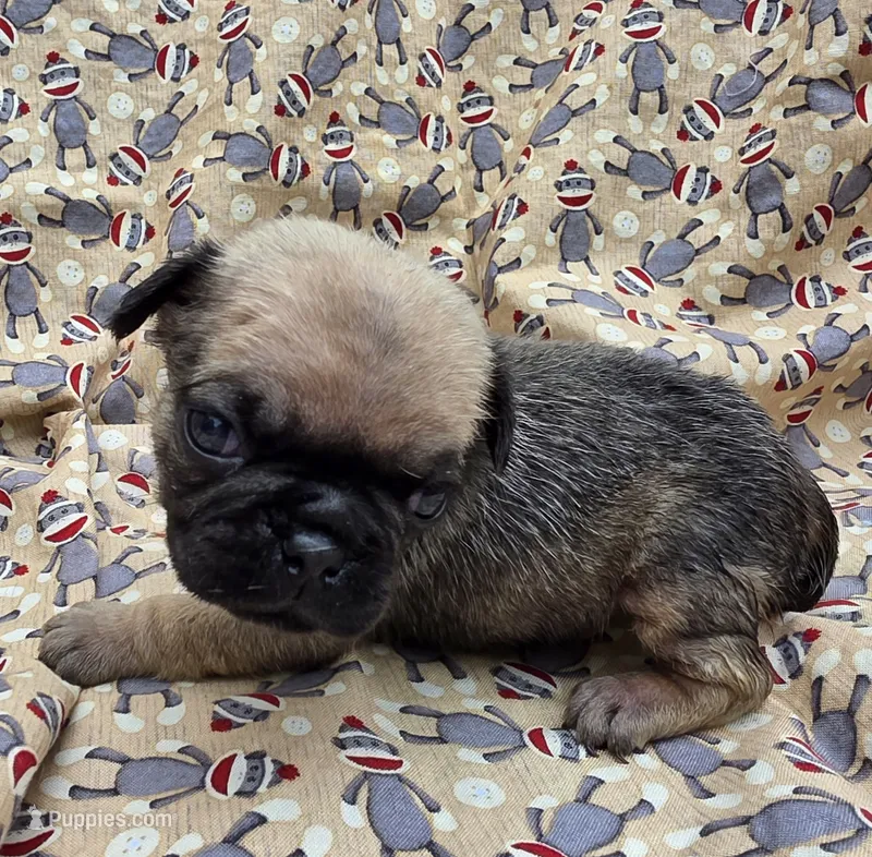 Darci F3 – Pug puppy for sale in Upland, IN