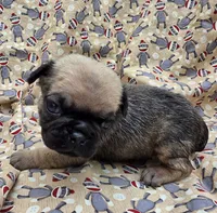 Darci F3, a female Pug for sale in Upland, IN – 1 of 4