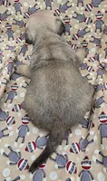 Darci M1, a male Pug for sale in Upland, IN – 2 of 4