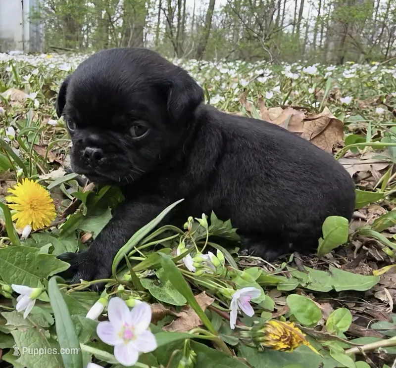 Reece M1 – Pug puppy for sale in Upland, IN
