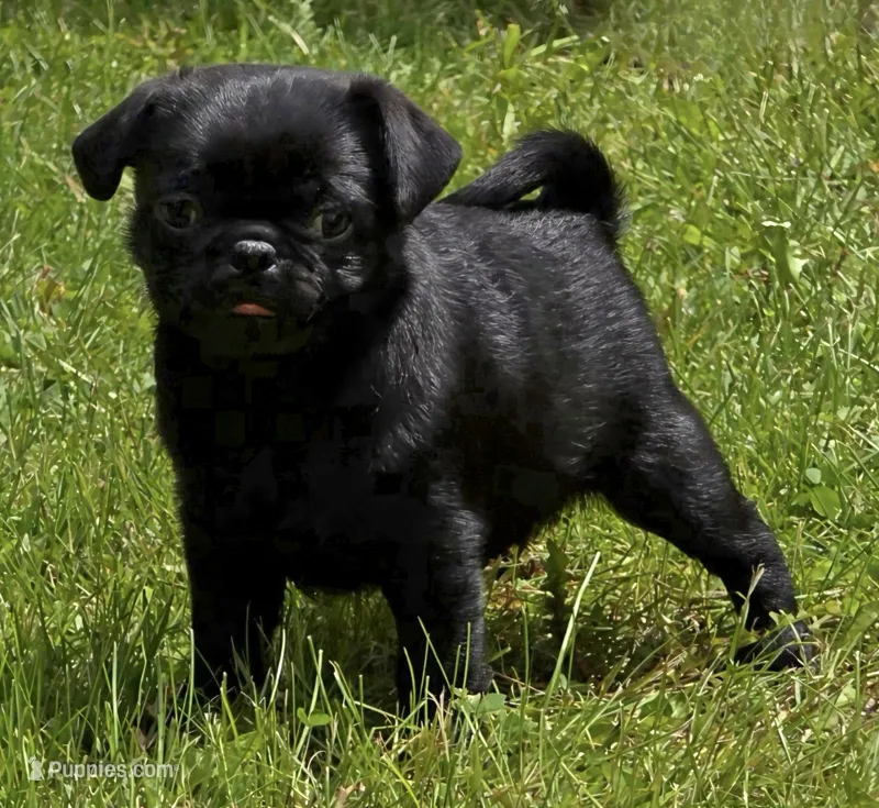 Reece M1 – Pug puppy for sale in Upland, IN