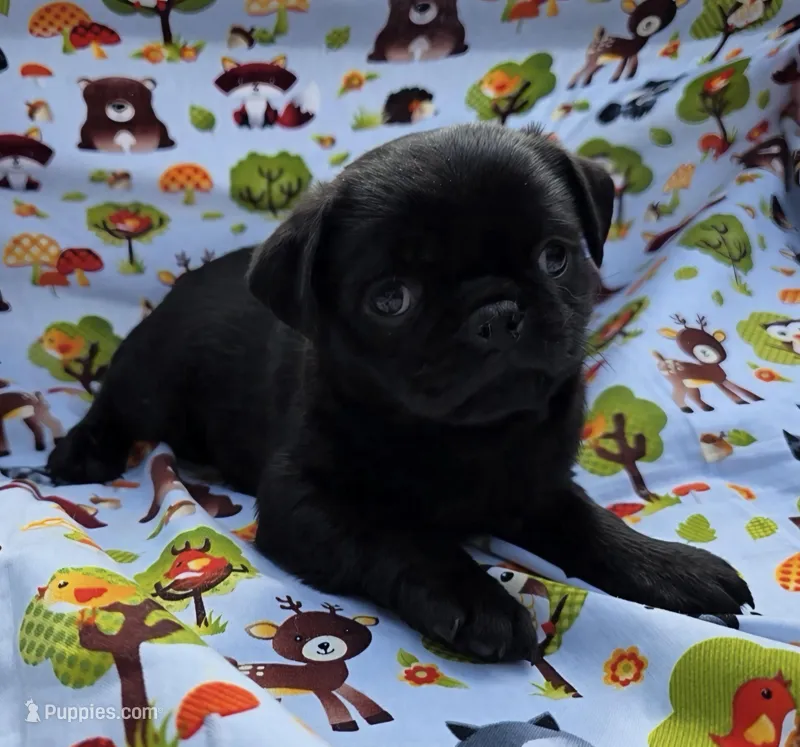Reece M1 – Pug puppy for sale in Upland, IN
