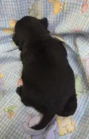 Reece M1, a male Pug for sale in Upland, IN – Photo 3 of 7