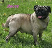 Reece M1, a male Pug for sale in Upland, IN – Photo 6 of 7