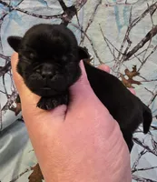 Reece M1, a male Pug for sale in Upland, IN – Photo 4 of 7