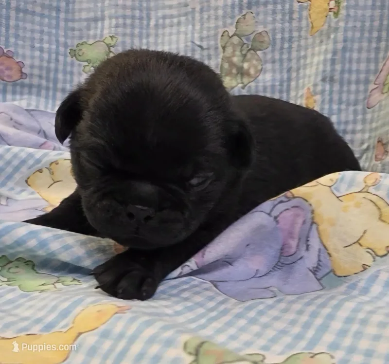 Reece M1 – Pug puppy for sale in Upland, IN
