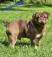 Taylor M2, a male Pug for sale in Upland, IN – 4 of 4