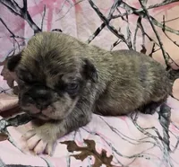 Lucy F4, a female Pug for sale in Upland, IN – 1 of 4