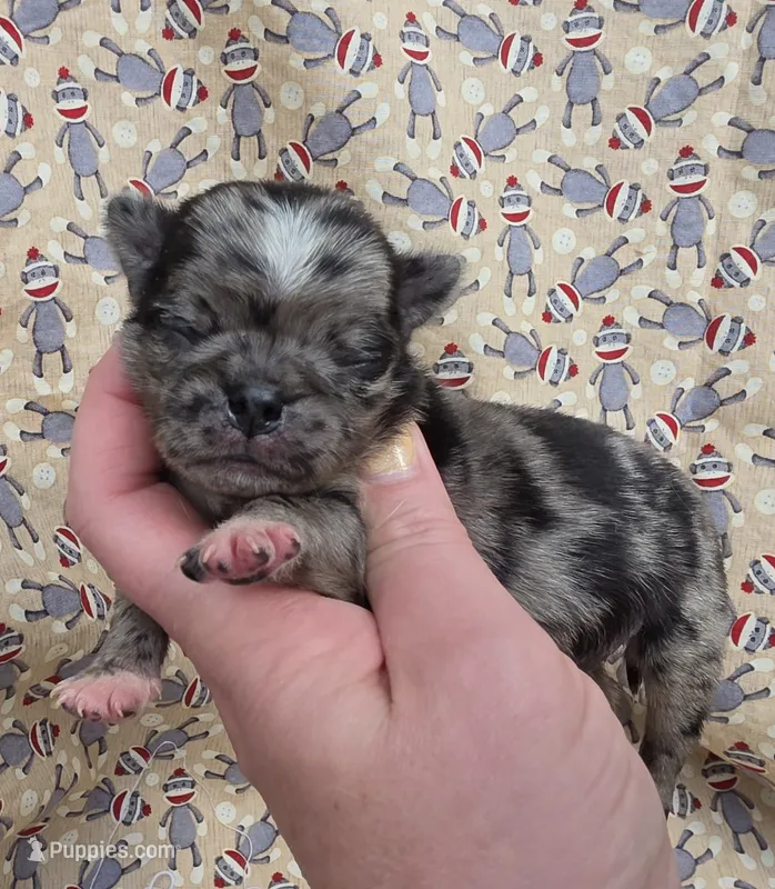 Navy M4 – Pug puppy for sale in Upland, IN