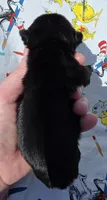 Olive F1, a female Pug for sale in Upland, IN – 2 of 4