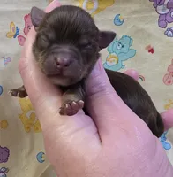 Nilly F2, a female Chihuahua for sale in Upland, IN – Photo 1 of 4