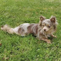 Nilly F2, a female Chihuahua for sale in Upland, IN – Photo 4 of 4