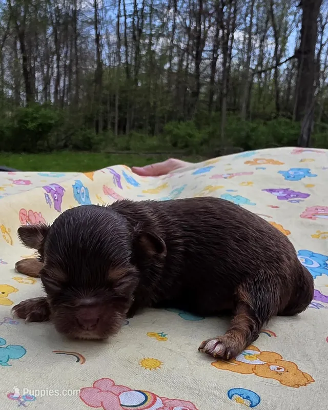 Nilly F2 – Chihuahua puppy for sale in Upland, IN